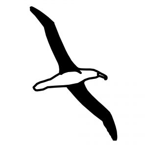 sea bird
