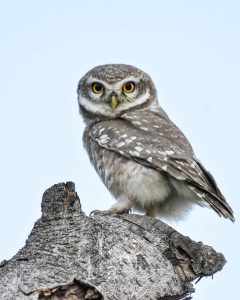 Spotted Owlet