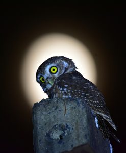 Nocturnal birds of India