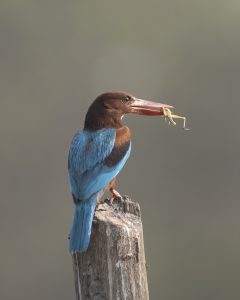White-throated Kingfisher 