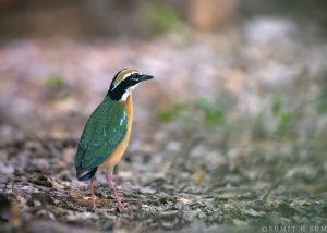 Indian Pitta