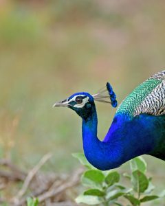 Indian Peafowl