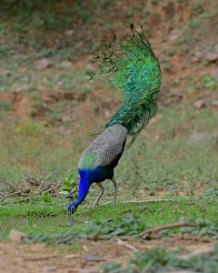 Peacock with iridescent train feathers spread in courtship dance