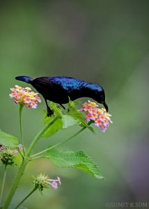 Purple Sunbird in Indian garden among colorful flowering plants