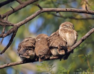 Pair of Spotted Owlets roosting on a branch