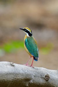 Indian Pitta