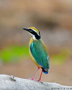 Close-up of Indian Pitta showing colourful plumage
