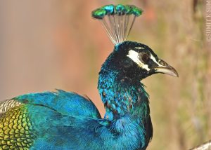 Indian Peacock