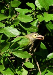 Close-up of Brown-headed Barbet showing streaked brown head and yellow beak