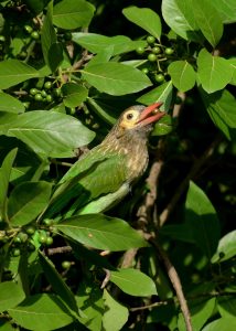 Brown-headed Barbet eating ripe fruit