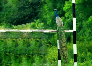 Indian Peafowl