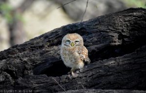 Spotted Owlet looking out from a tree hollow