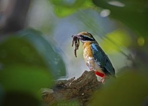 Indian Pitta feeding