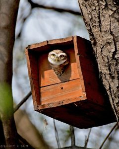 Indian urban owls