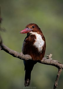 Halcyon Smyrnensis