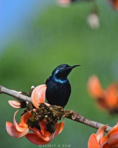 Male Purple Sunbird in shimmering breeding plumage
