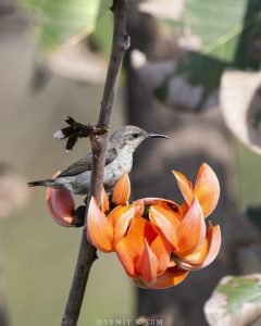 Female Purple Sunbird