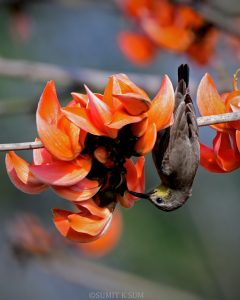 Female Purple Sunbird in Indian garden among colorful flowering plants