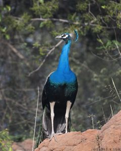 Indian Peacock