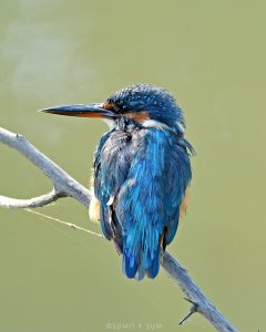 Bright blue and orange plumage of Common Kingfisher