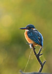 Common Kingfisher