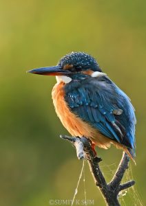 Common Kingfisher perched on a branch over a stream