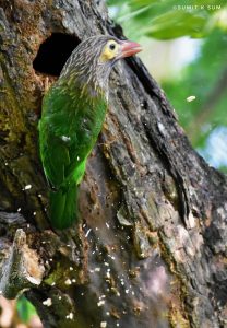 Brown-headed Barbet making nest