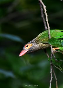 Brown-headed Barbet Nature Storyteller