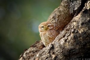 Spotted Owlet perched on tree during daytime