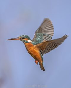 Common Kingfisher diving to catch a fish