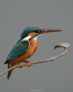 Common Kingfisher Nature Storyteller