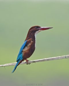 Halcyon Smyrnensis