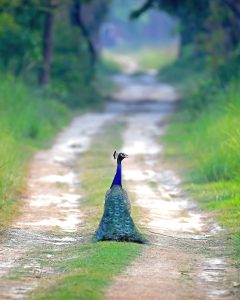 Peahen with peachicks walking in dry grass 