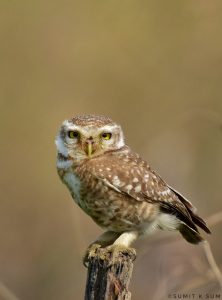 Owl species in India