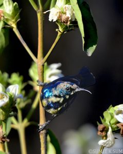 Cinnyris asiaticus
