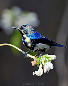 Purple Sunbird on White Flower