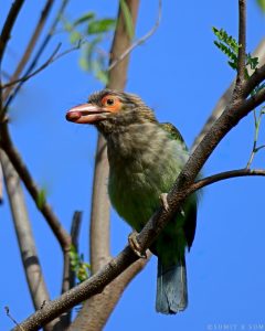 Brown-headed Barbet