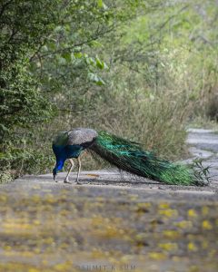 Male Indian Peafowl displaying feathers in forest