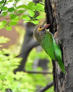Brown-headed Barbet Psilopogon Zeylanicus