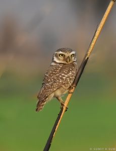 Curious Spotted Owlet bobbing its head