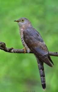 Common Hawk-cuckoo portrait