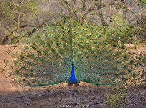 Indian Peafowl Dancing