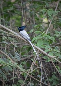 Male Indian Paradise Flycatcher eating flies