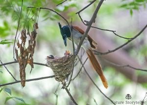 Indian Paradise Flycatcher nest with chicks being fed by parents