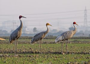 Sarus Crane family