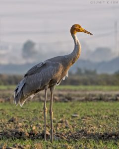 Juvenile Sarus Crane