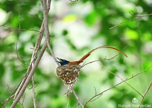 Indian Paradise Flycatcher nest