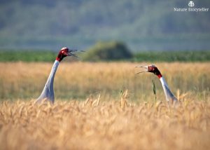 Sarus couple dance