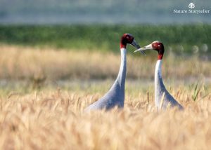 Sarus Crane performing courtship dance in field