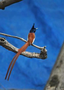 Male Indian Paradise Flycatcher